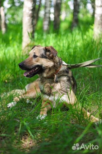 Собаки бесплатно в добрые руки