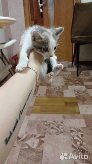 Кошка в дар бесплатно