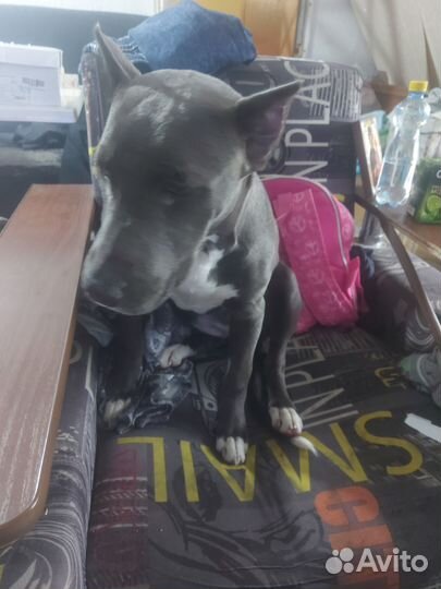Стаффордширский терьер в добрые руки