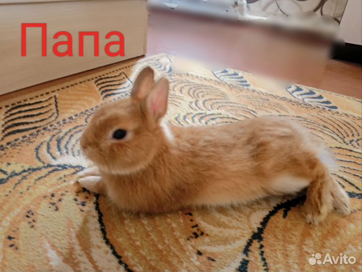 Карликовые крольчата