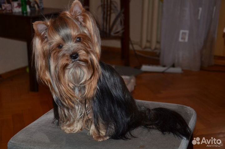 Вязка йоркширский терьер