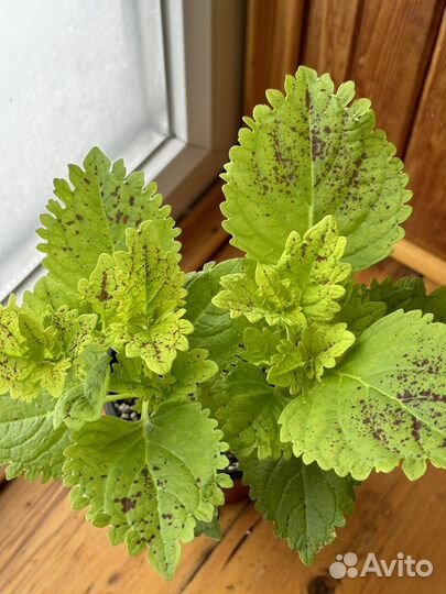 Колеусы вегетативные