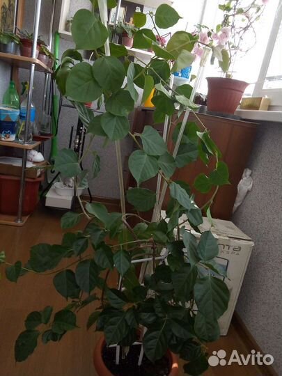 Бугенвиллия красная