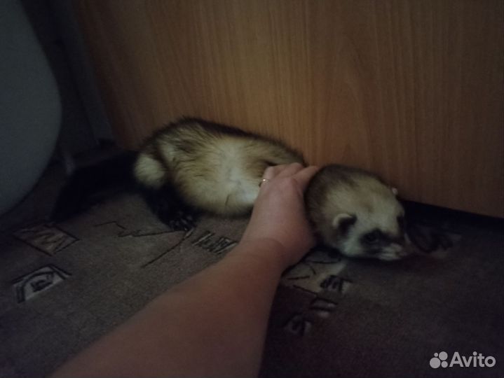 Хорёк, Вязка(мальчик)
