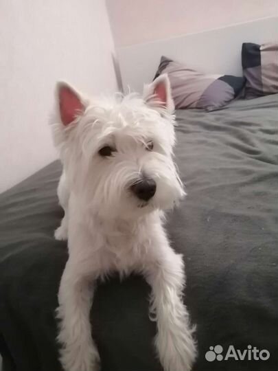 Передержка животных