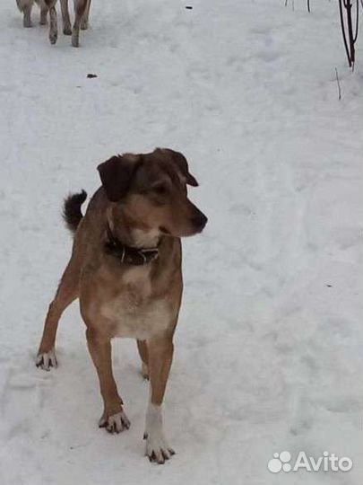 Собака в добрые руки