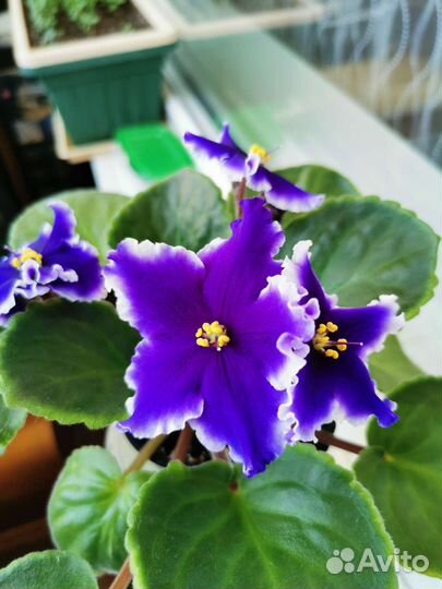 Фиалки цветущие сортовые