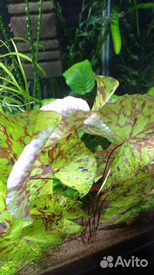 Продам аквариумные растения