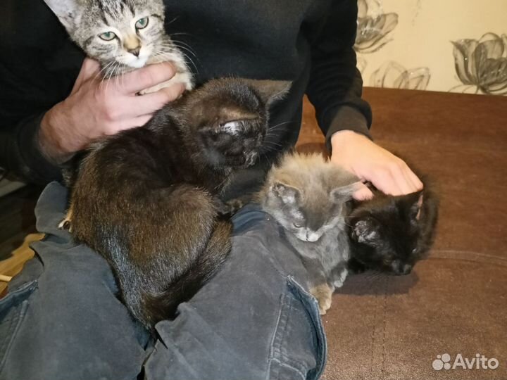 Котята в добрые руки мальчики