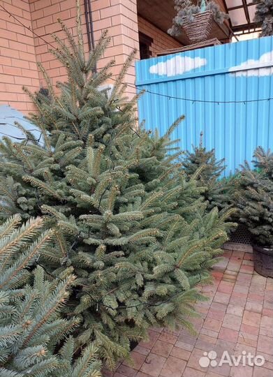 Ель премиум от 2.5м предзаказ