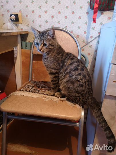 Молодой котик