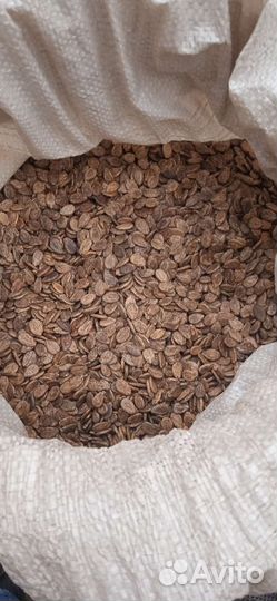 Смена арбуза халадок