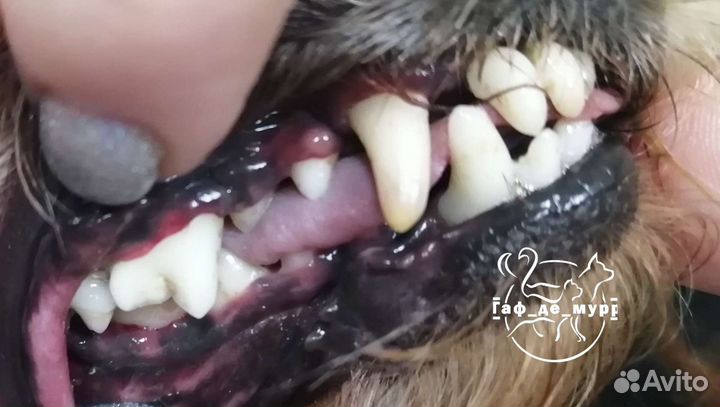 Стрижка собак и кошек