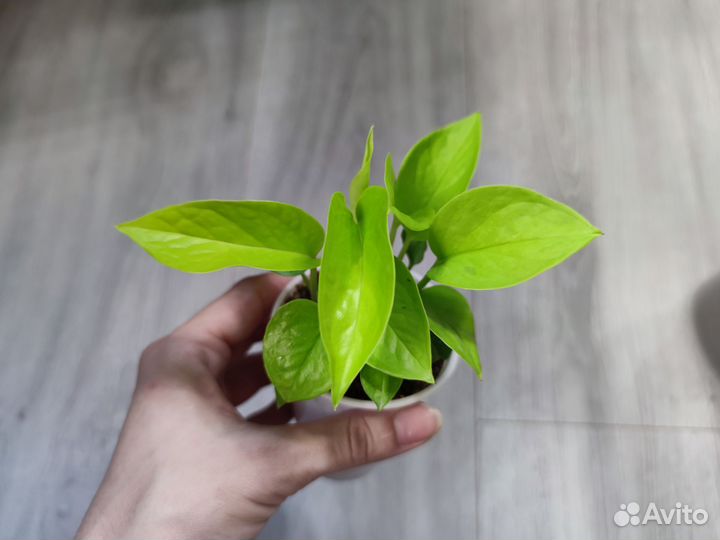 Эпипремнум Неон (Neon)