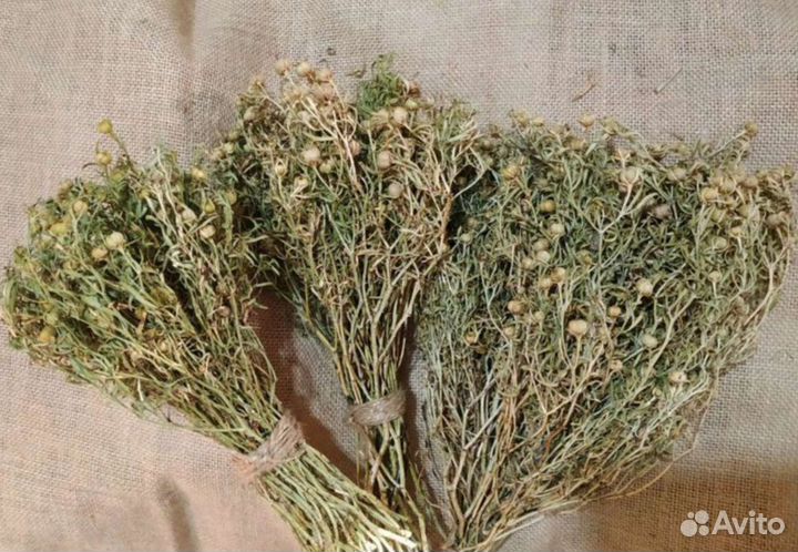 Сухоцветы полевые