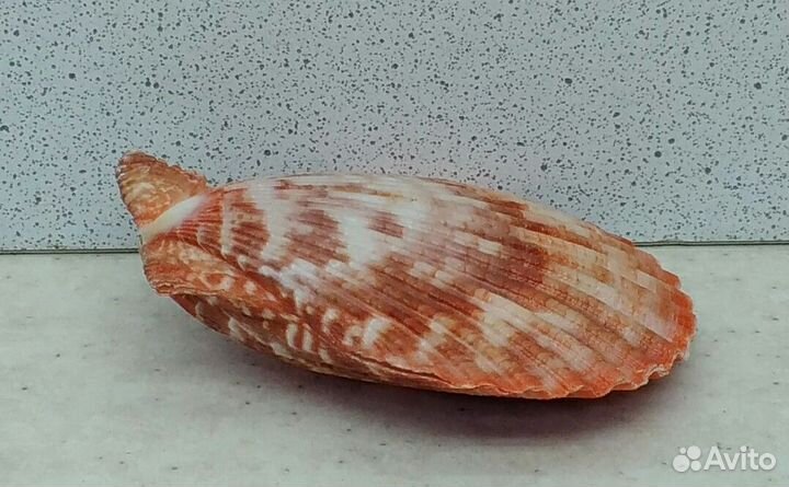 Гребешок 6,1*5,4 морская ракушка раковина