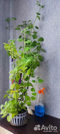 Комнатная мята