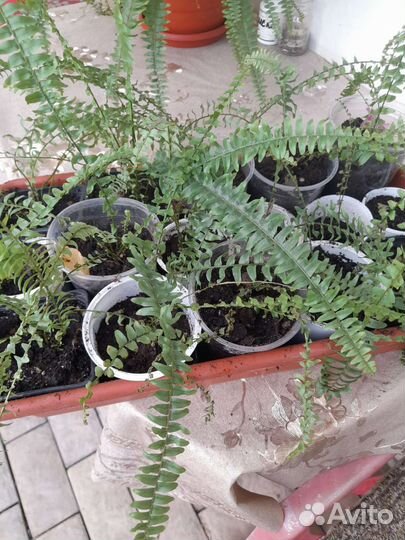 Папоротник комнатный