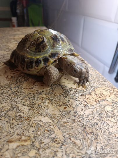 Сухопутная черепаха