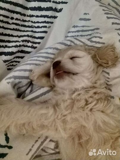 Кокер спаниель