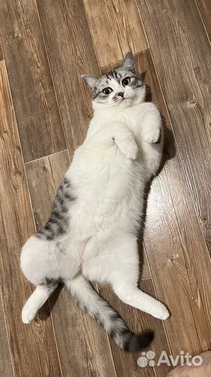 Британская кошка в дар