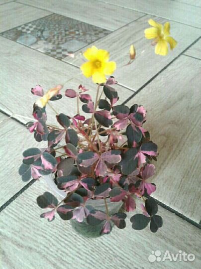 Оксалис вулканический Рlum Crazy. Кислица