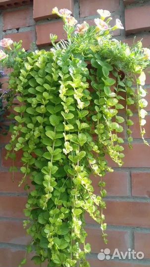 Лизимахия ампельная (вербейник монетчатый)