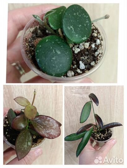 Хойи очень красивые