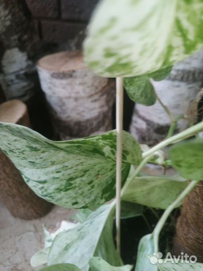 Epipremnum Marble Queen (сциндапсус)