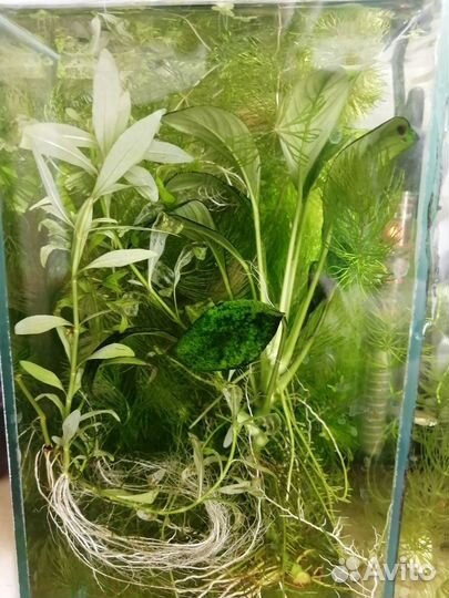 Аквариумные рыбки и растения