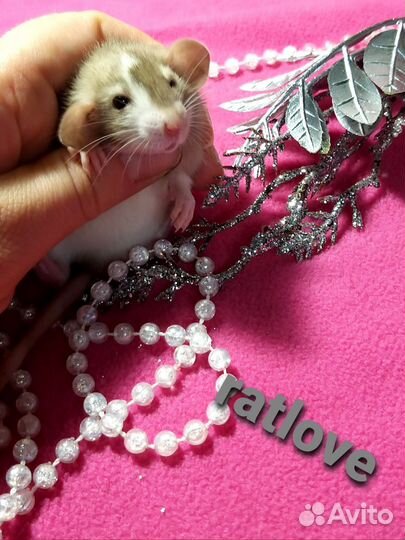 Крысята дамбо редкие маркировки,мальчики