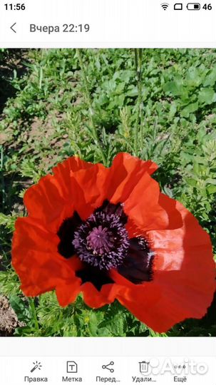 Полезные растения, цветы для дачи