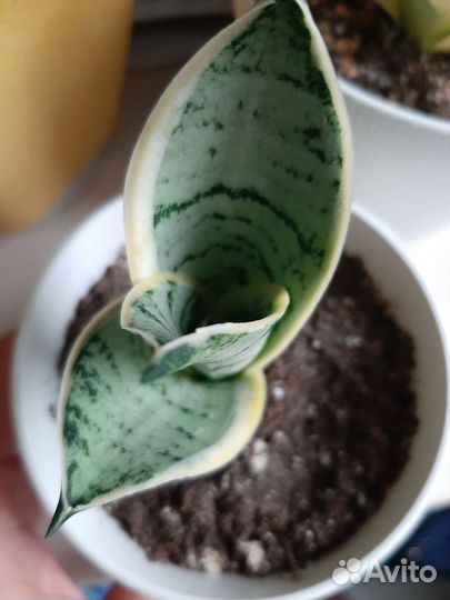 Сансевиерия ханни крем