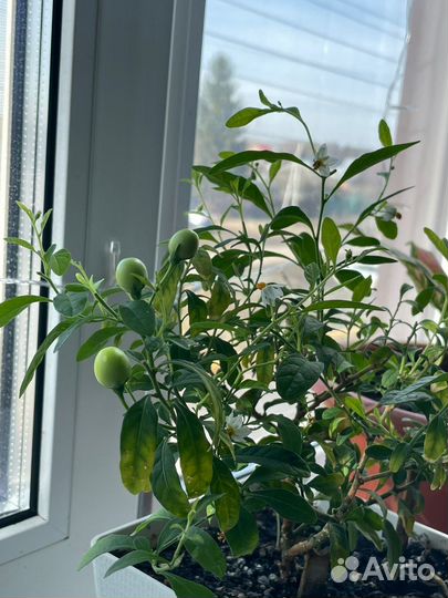 Комнатные растения, многолетники