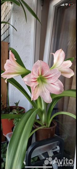 Гиппиаструм