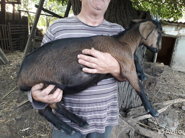 Продам козочек