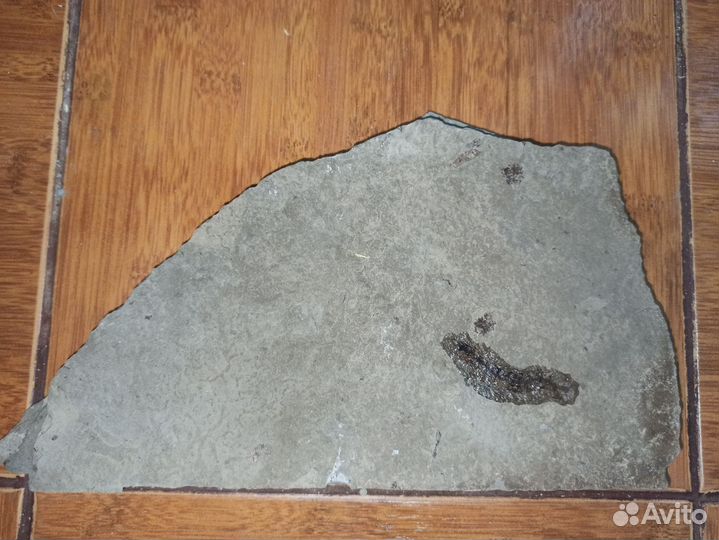 Окаменелая рыбка