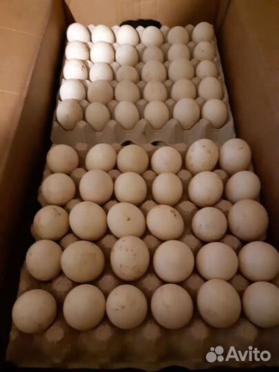 Гусята.утята.бройлер