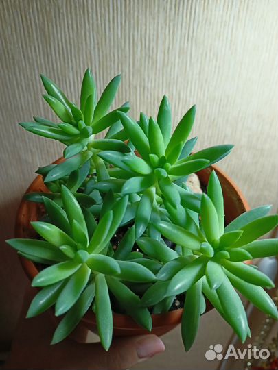 Очиток Моргана