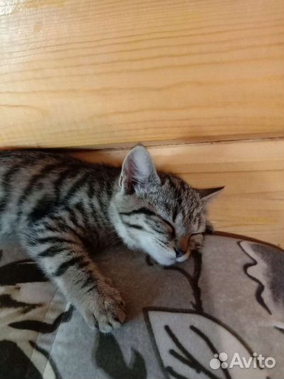 Котёнок девочка в добрые руки бесплатно