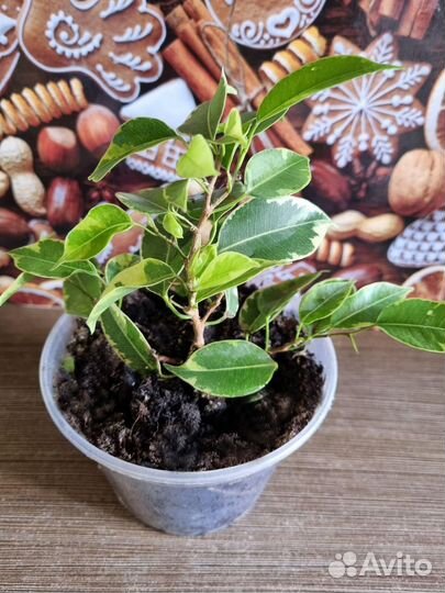 Фикус бенджамина