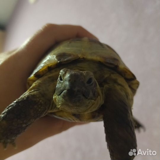 Черепаха сухопутная