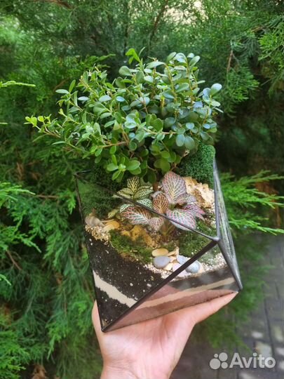 Бонсай во флорариуме октаэдре