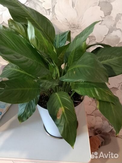 Замиокулькас