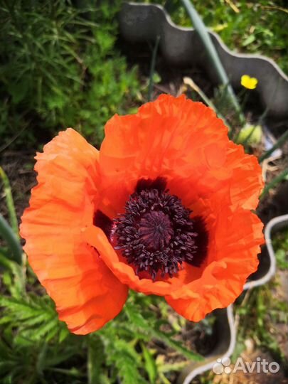 Мак декоративный