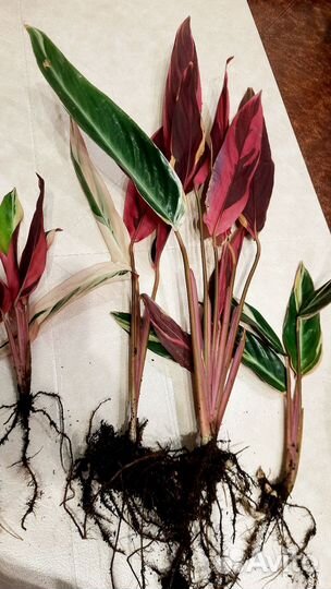 Строманта триколор