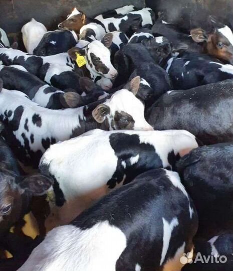 Бычки от 1 мес
