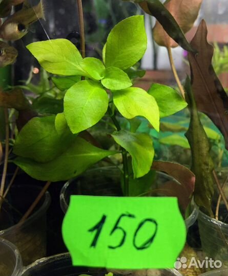 Аквариумная Криптокарина Вендта коричневая и др