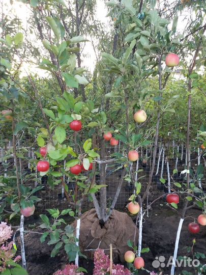 Плодовые саженцы