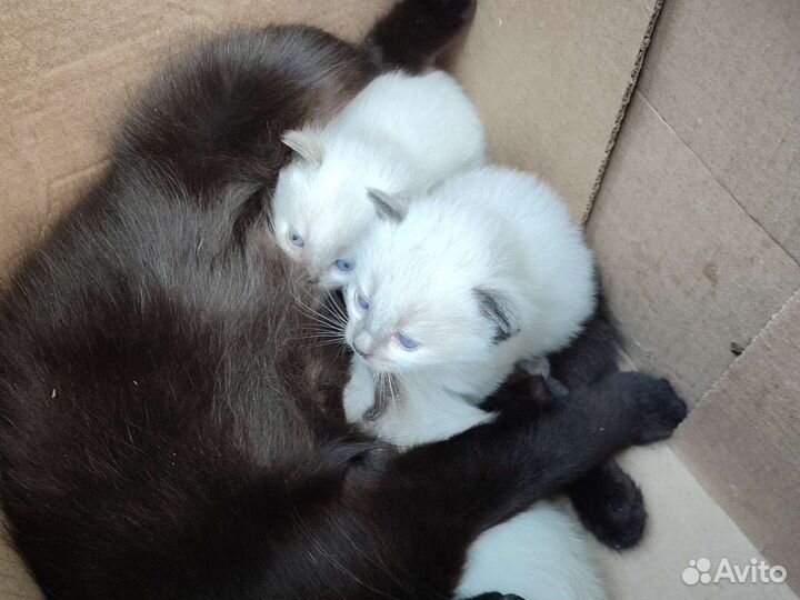 Отдам бесплатно животные